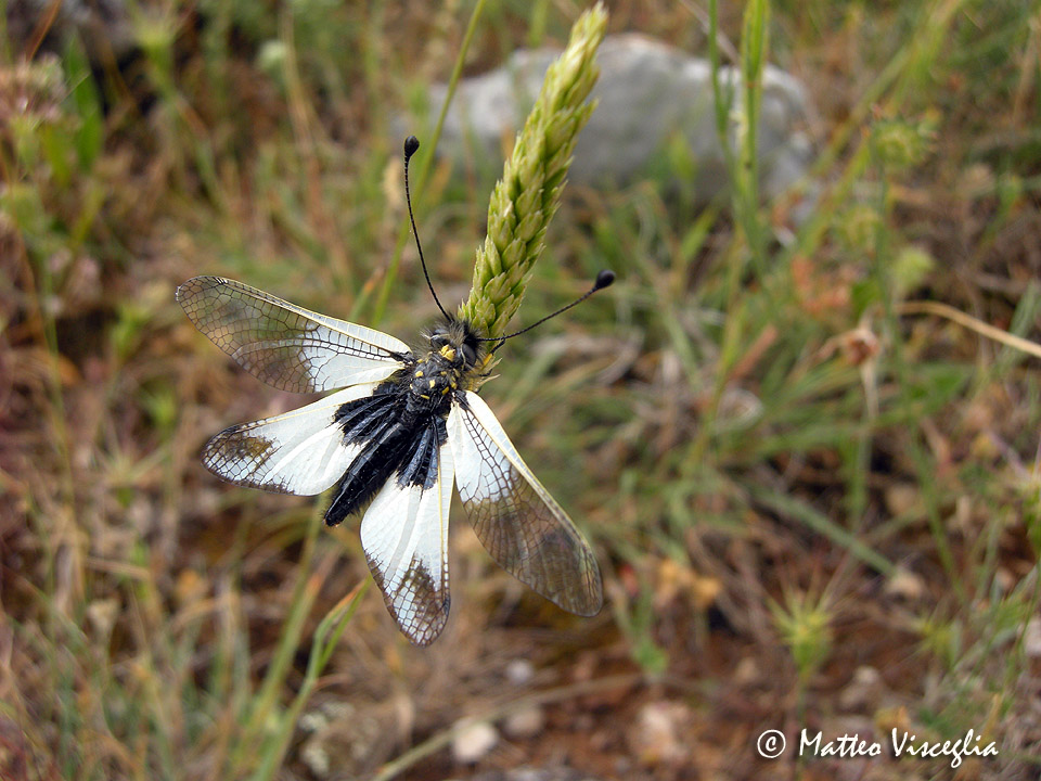 Libelloides lacteus